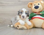 8 week old Mini Bernedoodle Puppy For Sale - Windy City Pups