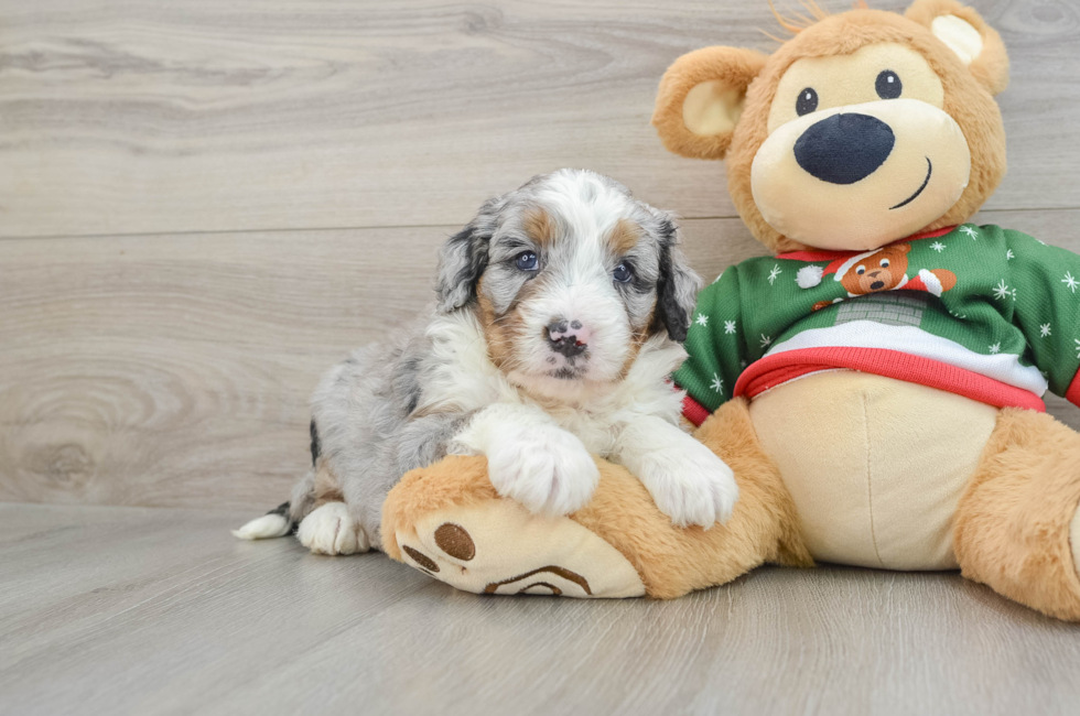 8 week old Mini Bernedoodle Puppy For Sale - Windy City Pups