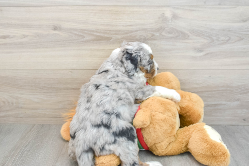 Small Mini Bernedoodle Baby