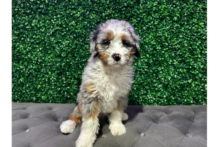 Cute Mini Bernedoodle Baby