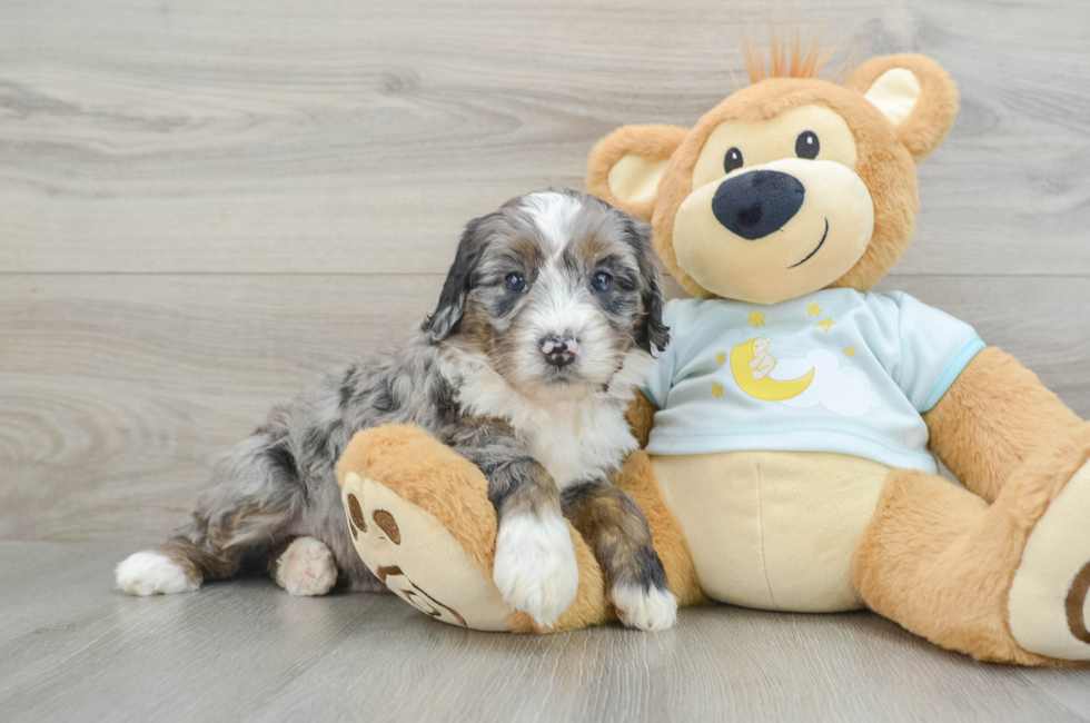 5 week old Mini Bernedoodle Puppy For Sale - Windy City Pups