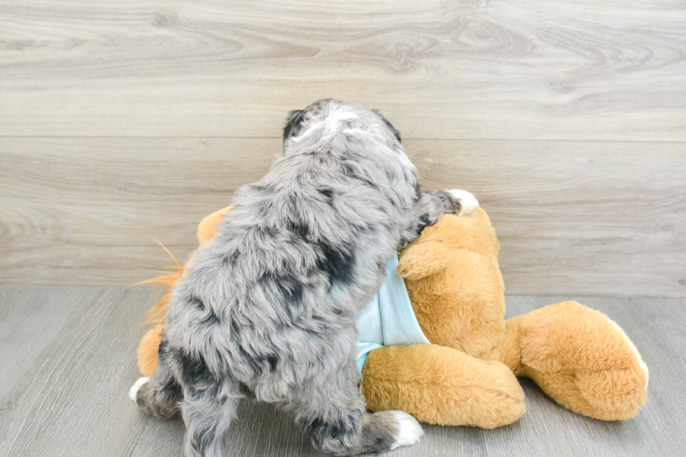 Hypoallergenic Mini Bernadoodle Poodle Mix Puppy