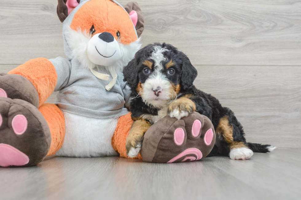 6 week old Mini Bernedoodle Puppy For Sale - Windy City Pups
