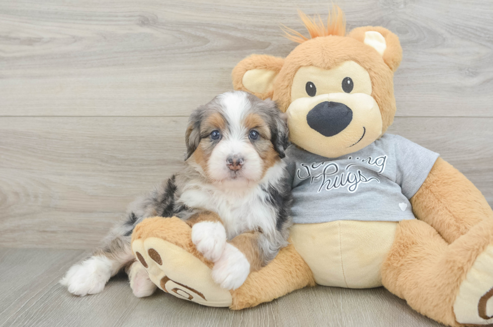 5 week old Mini Bernedoodle Puppy For Sale - Windy City Pups