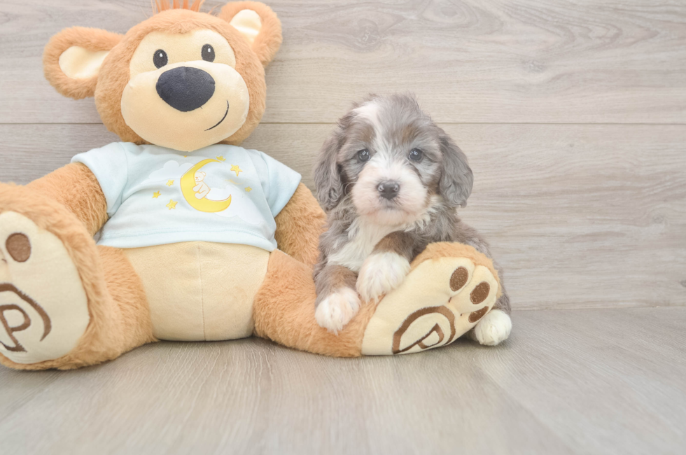 5 week old Mini Bernedoodle Puppy For Sale - Windy City Pups