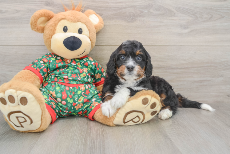 Funny Mini Bernedoodle Poodle Mix Pup