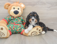 7 week old Mini Bernedoodle Puppy For Sale - Windy City Pups