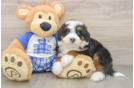 Mini Bernedoodle Puppy for Adoption