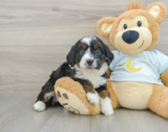 6 week old Mini Bernedoodle Puppy For Sale - Windy City Pups