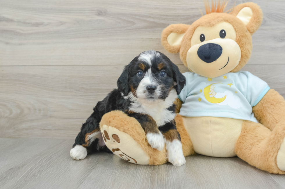 5 week old Mini Bernedoodle Puppy For Sale - Windy City Pups