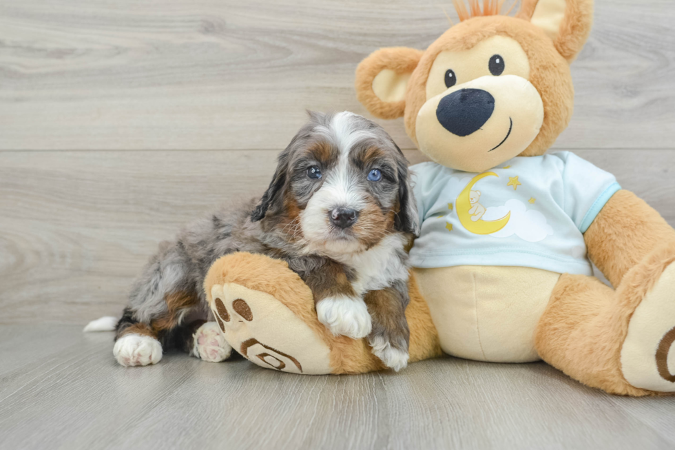 Mini Bernedoodle Puppy for Adoption