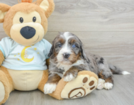 6 week old Mini Bernedoodle Puppy For Sale - Windy City Pups