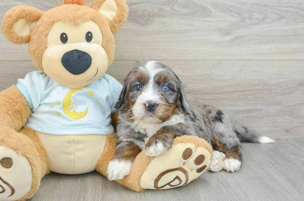 5 week old Mini Bernedoodle Puppy For Sale - Windy City Pups