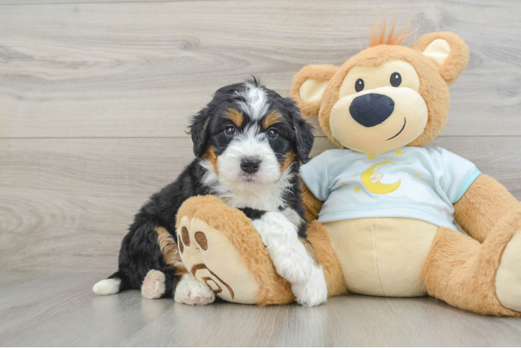 Cute Mini Bernedoodle Baby
