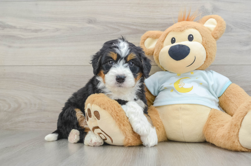 6 week old Mini Bernedoodle Puppy For Sale - Windy City Pups