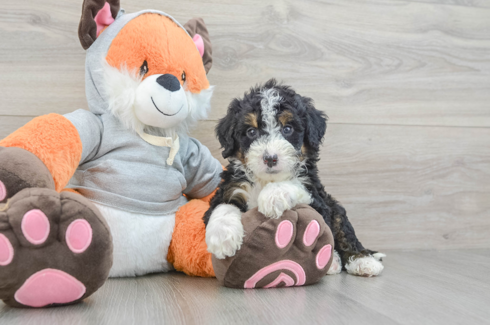 6 week old Mini Bernedoodle Puppy For Sale - Windy City Pups