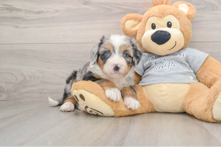 Smart Mini Bernedoodle Poodle Mix Pup