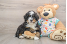 Small Mini Bernedoodle Baby