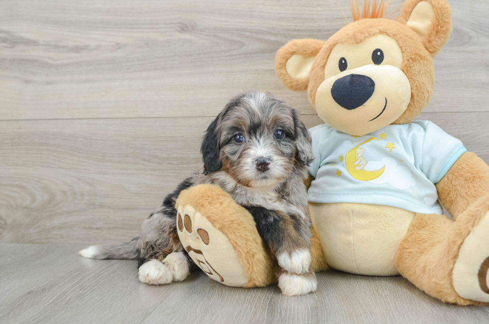 5 week old Mini Bernedoodle Puppy For Sale - Windy City Pups