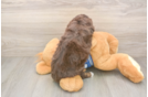 Adorable Mini Bernese Poodle Poodle Mix Puppy