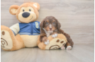 Mini Bernedoodle Pup Being Cute