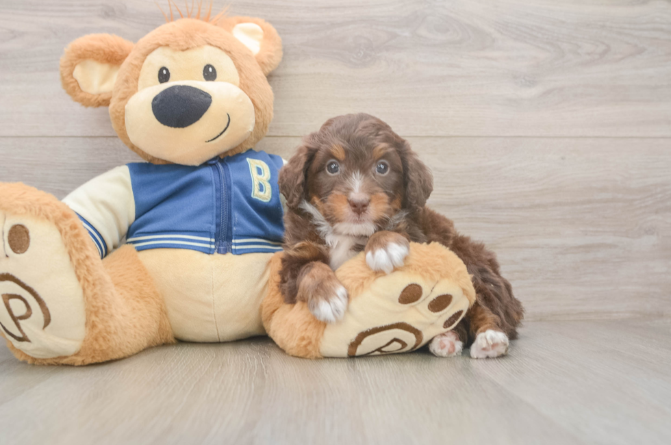 5 week old Mini Bernedoodle Puppy For Sale - Windy City Pups