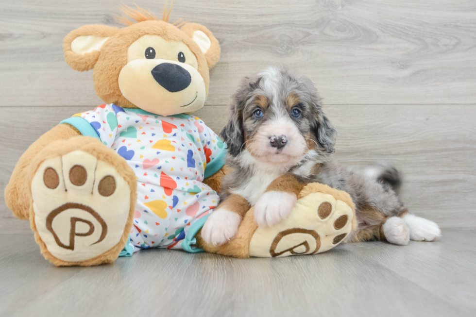 Best Mini Bernedoodle Baby