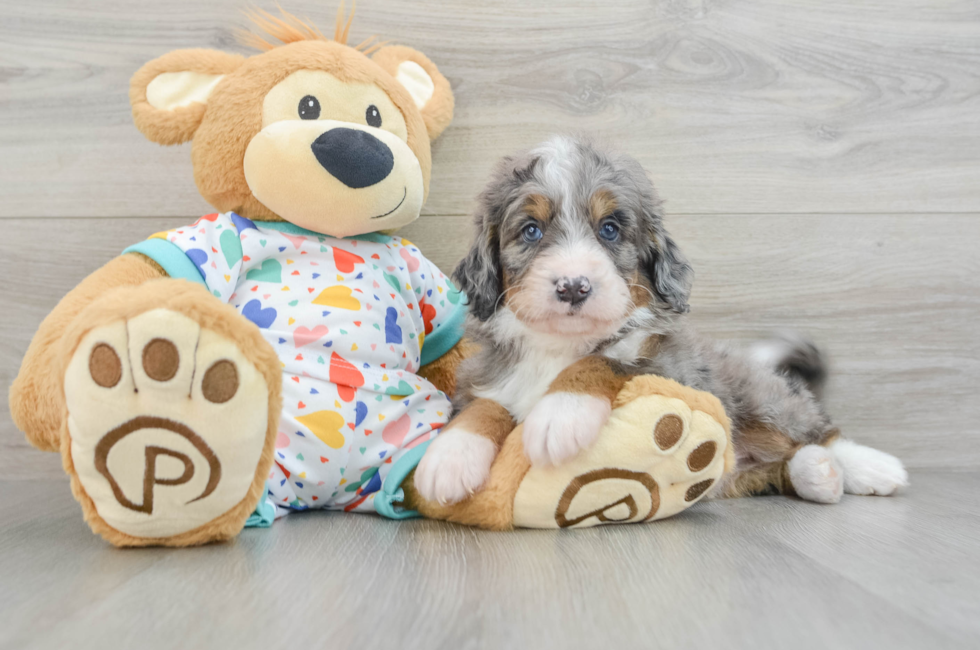 5 week old Mini Bernedoodle Puppy For Sale - Windy City Pups