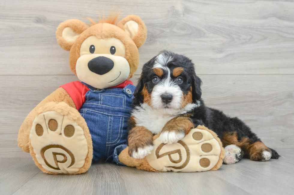5 week old Mini Bernedoodle Puppy For Sale - Windy City Pups