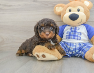 7 week old Mini Bernedoodle Puppy For Sale - Windy City Pups