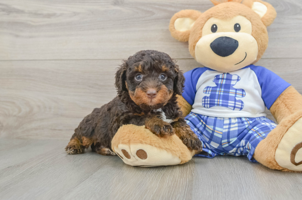 6 week old Mini Bernedoodle Puppy For Sale - Windy City Pups