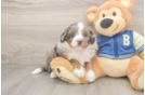 Little Mini Bernese Poodle Poodle Mix Puppy
