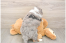 Mini Bernedoodle Pup Being Cute