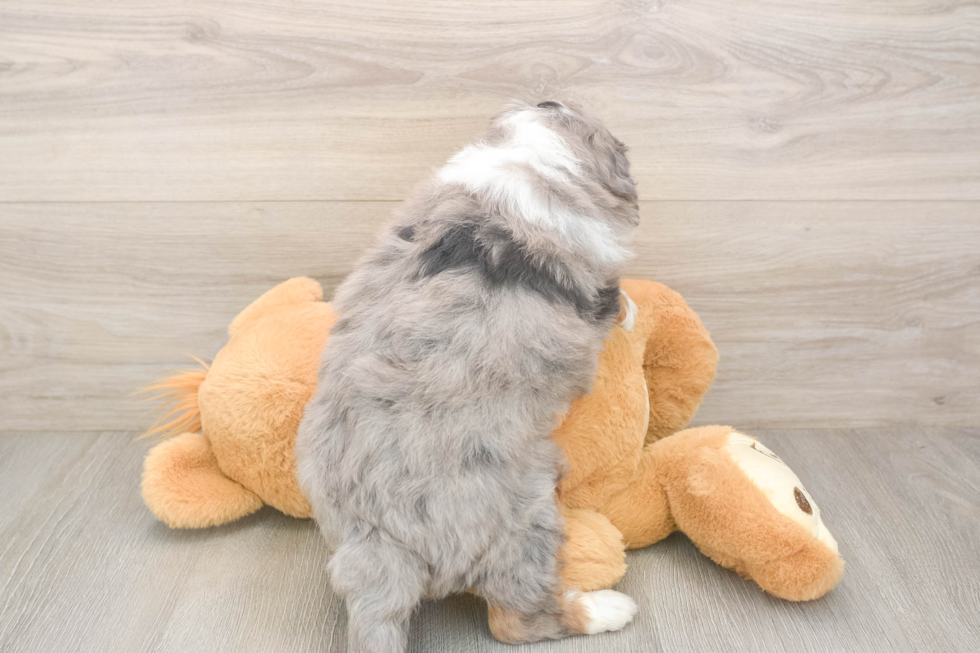 Mini Bernedoodle Pup Being Cute