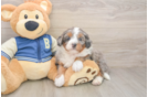 Energetic Mini Berniedoodle Poodle Mix Puppy