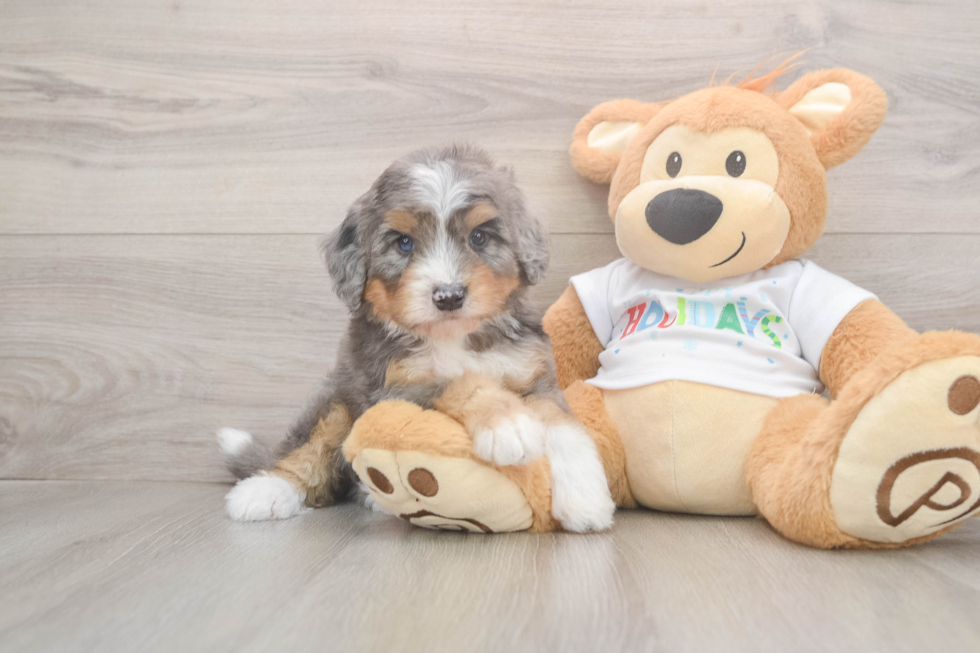 Smart Mini Bernedoodle Poodle Mix Pup