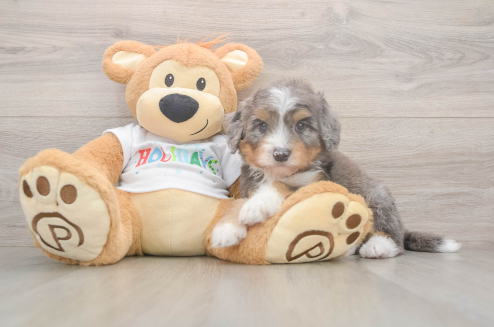 7 week old Mini Bernedoodle Puppy For Sale - Windy City Pups
