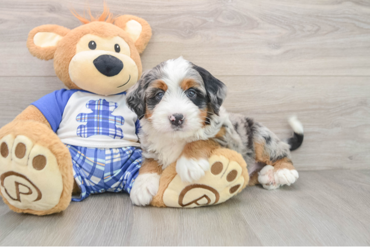 Best Mini Bernedoodle Baby