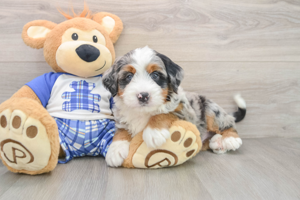 Best Mini Bernedoodle Baby