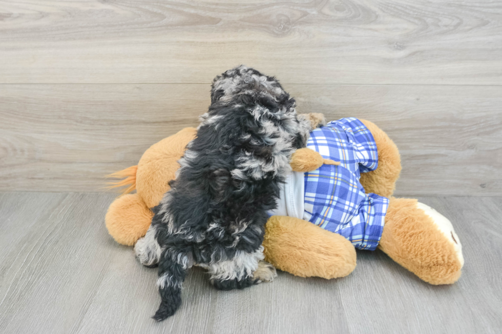 Playful Mini Bernese Poodle Poodle Mix Puppy