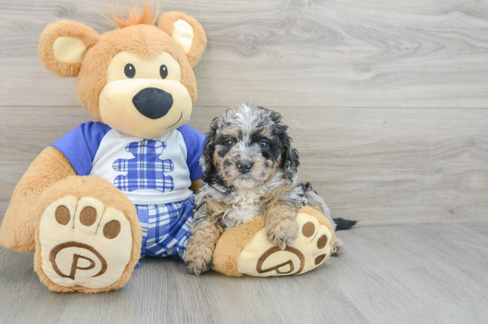 7 week old Mini Bernedoodle Puppy For Sale - Windy City Pups