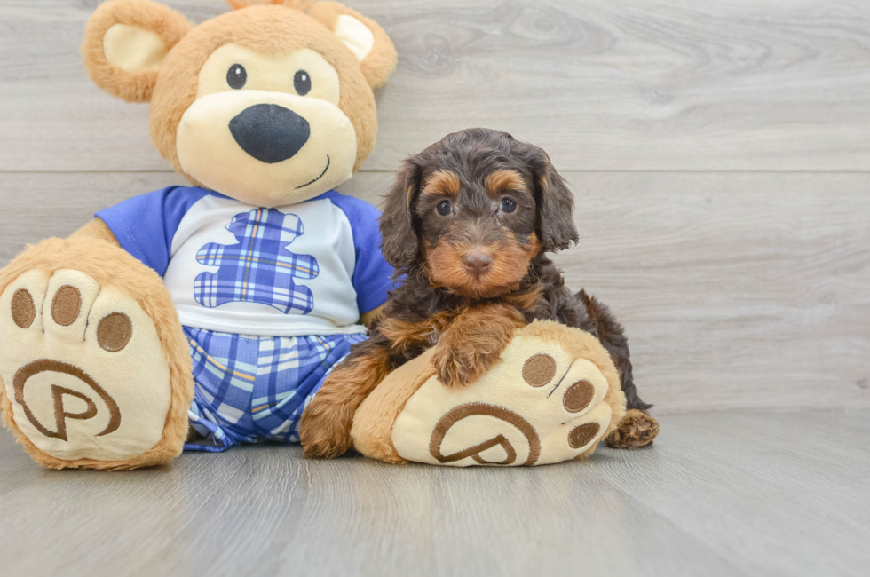 6 week old Mini Bernedoodle Puppy For Sale - Windy City Pups