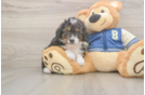Fluffy Mini Bernedoodle Poodle Mix Pup