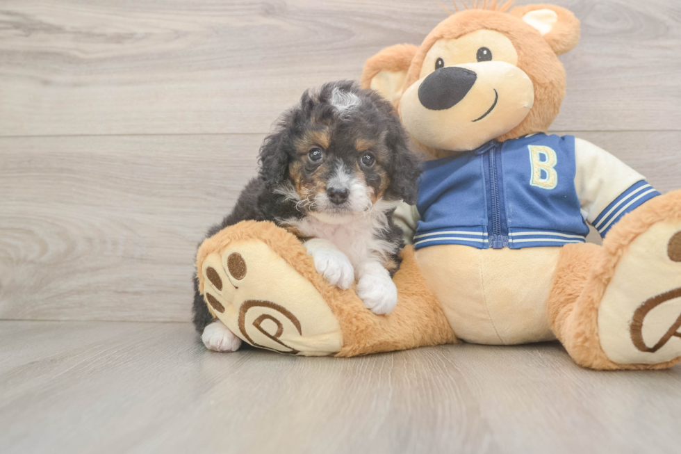 Fluffy Mini Bernedoodle Poodle Mix Pup