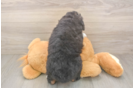 Small Mini Bernedoodle Baby