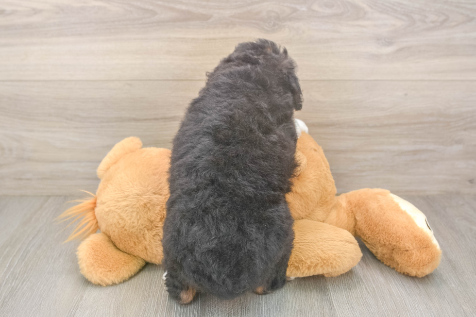 Small Mini Bernedoodle Baby