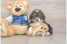 Mini Bernedoodle Puppy for Adoption