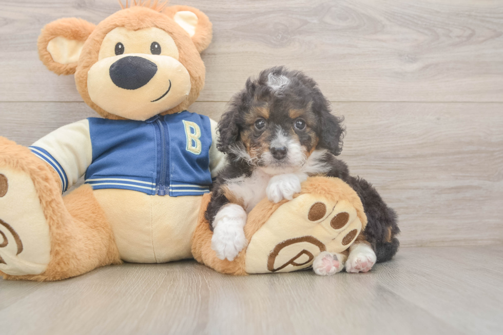 Mini Bernedoodle Puppy for Adoption