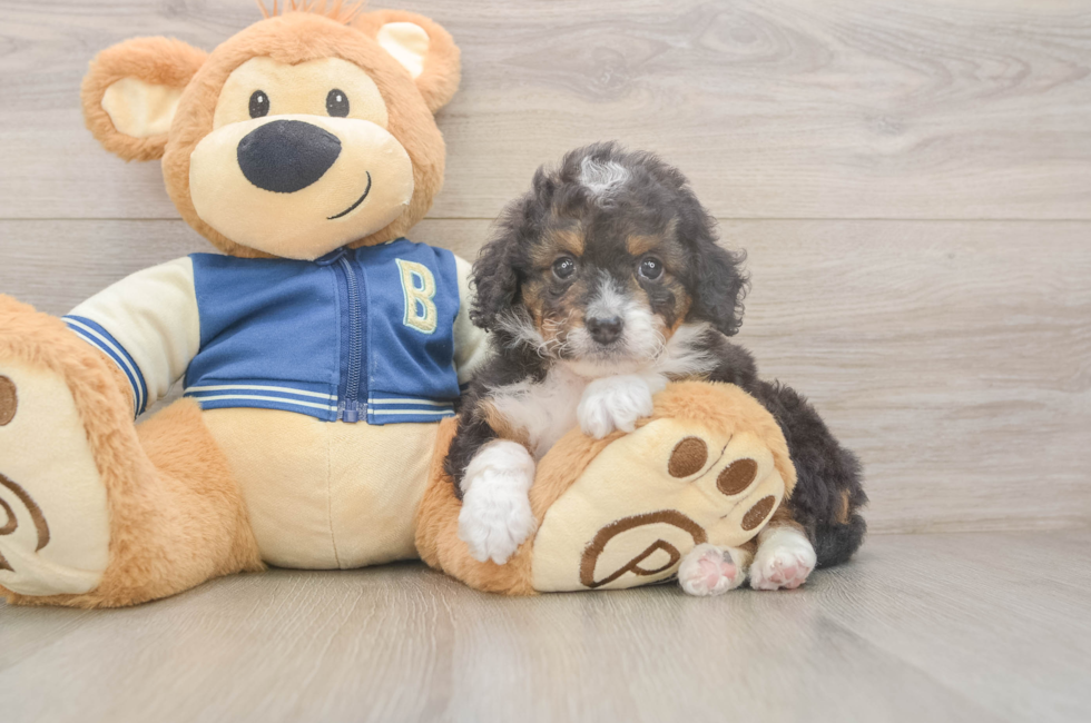 5 week old Mini Bernedoodle Puppy For Sale - Windy City Pups