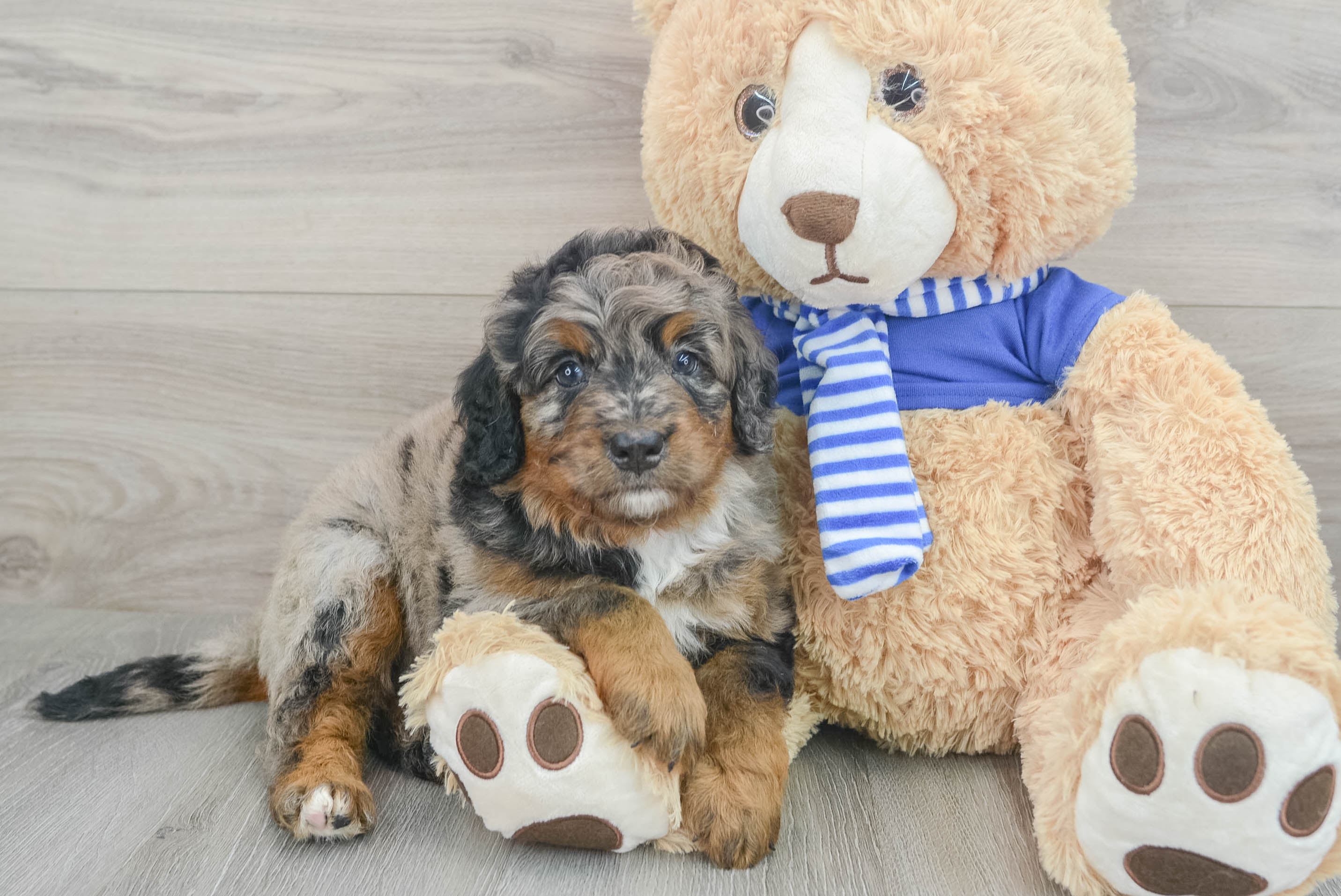 Playful Mini Berniedoodle Poodle Mix Puppy
